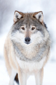 Eurasian wolf on field with snow during winter - PhotoDune Item for Sale