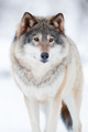 Eurasian wolf looking away in a white winter landscape - PhotoDune Item for Sale