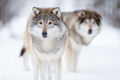 Alert wolves standing on snowy white winter landscape - PhotoDune Item for Sale
