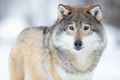 Portrait of alert wolf standing on the snow - PhotoDune Item for Sale