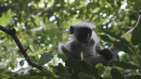 Red Colobus Monkey Sitting on Branch in Jozani Tropical Forest Zanzibar Africa