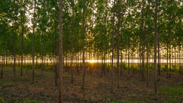 Time-lapse Video The last sunlight of the day is fading down the horizon. spy on trees