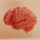 Brain 3D Realistic model 3D model - 3DOcean Item for Sale