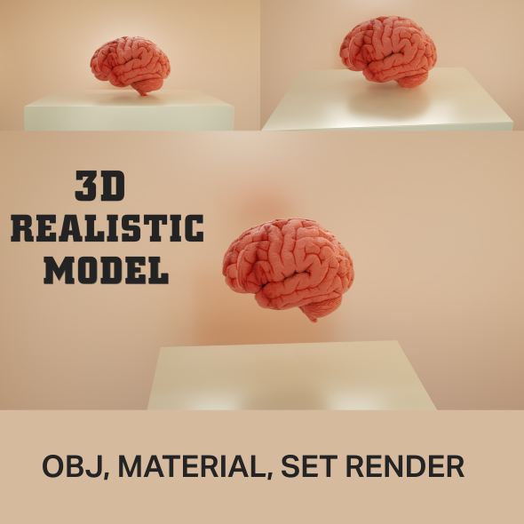 Brain 3D Realistic model 3D model