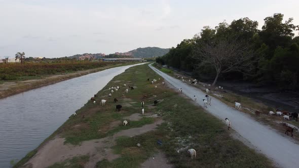 Goat grazing grass beside river