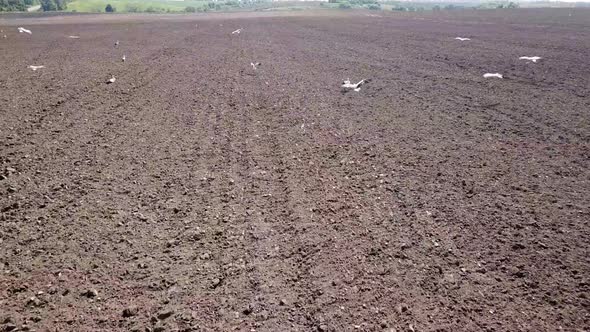 Many Storks in the Plowed Field in the Village