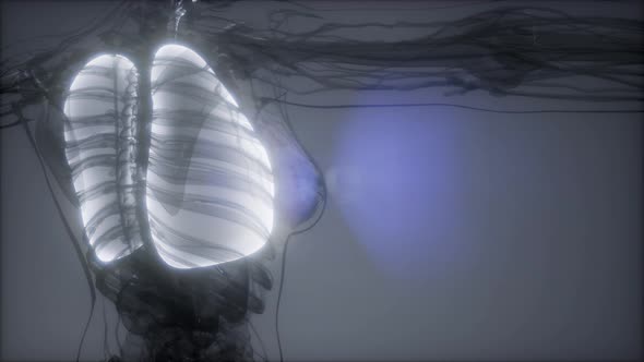 Human Lungs Radiology Exam alt