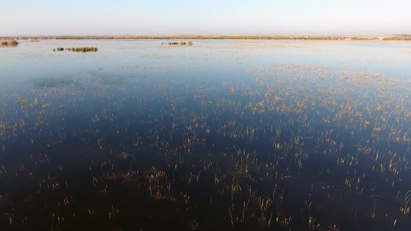 Reeds on the Lake