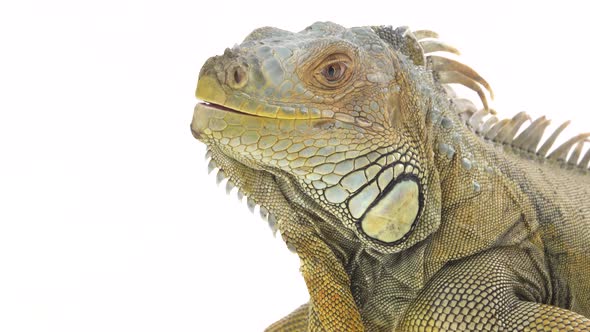 Iguana on Wooden Snag Isolated on White Background