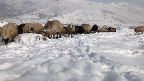 Flock Of Sheep On A Snowy Field Stock