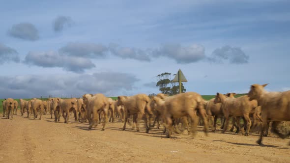 Flock of sheep running down gravel road in countryside, South Africa, low shot from behind.