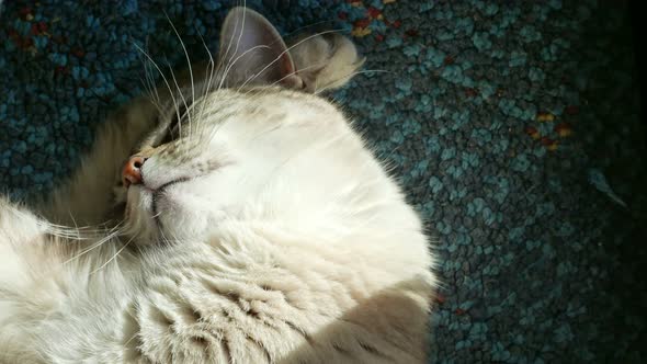 White Persian cat with blue eyes napping and looking up, close up on snout, slow motion.