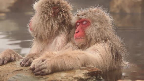 Snow Monkey in Hot Spring