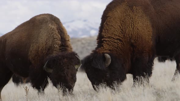 bison grazing close up with amazing mountains background