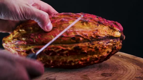 Rotation of  Full Cacao Fruit Pod - Theobroma cacao