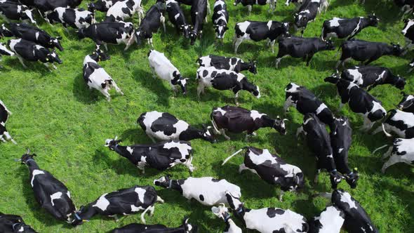 Aerial view of a herd of cows on the lush green grass and rests on a sunny day.