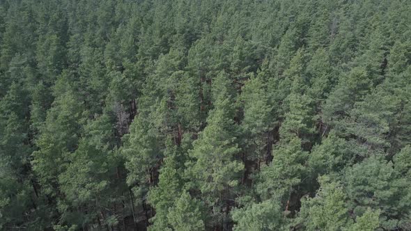 Green Pine Forest By Day Aerial View