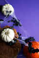  Halloween background with pumpkins, bats, spiders, spiderweb on the purple background. - PhotoDune Item for Sale