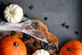  Halloween background with pumpkins, bats, spiders, spiderweb on the dark background. - PhotoDune Item for Sale