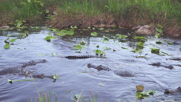 Alligators eating fish in South Florida Everglades  in 4K resolution while panning left to right