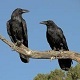 Ravens