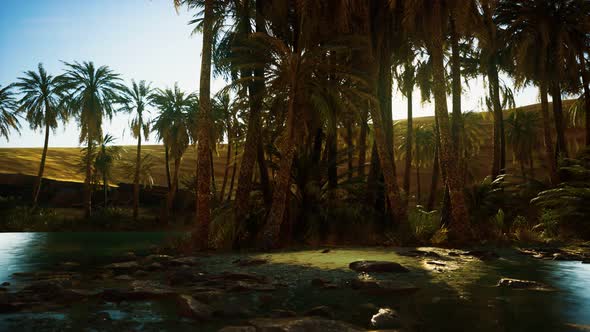 Palm Trees in Sahara Desert