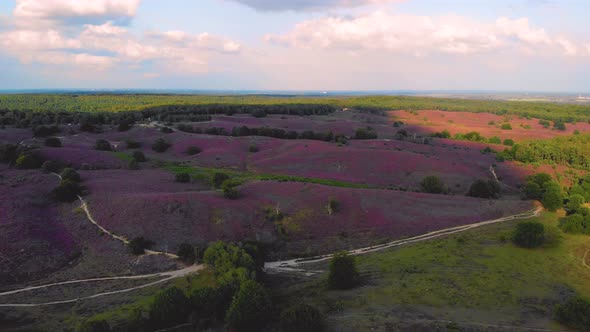 Posbank National Park Veluwezoom Blooming Heather Fields During Sunrise at the Veluwe in the