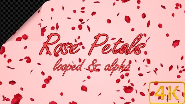Rose Petals Falling