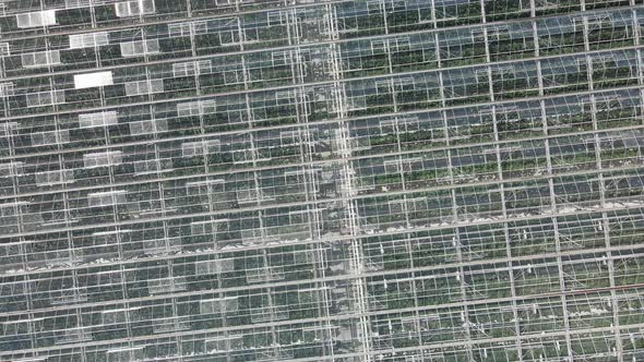 Workers work in a greenhouse