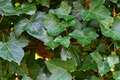 Background photo of green leaves of a bush - PhotoDune Item for Sale