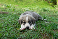 Puppy - PhotoDune Item for Sale