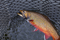Beautiful male brook trout in spawning colors in a landing net - PhotoDune Item for Sale