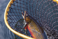 Beautiful male brook trout in spawning colors in a vintage wooden net - PhotoDune Item for Sale