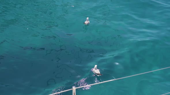 Seagulls Swimming in Clear Blue Water Next to Formentera Island