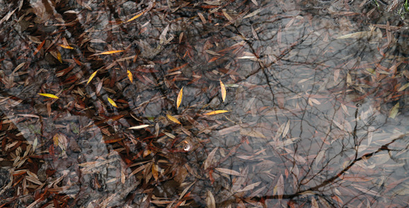 Leaves on Water