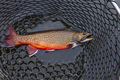 Beautiful male brook trout in spawning colors full length in a landing net - PhotoDune Item for Sale