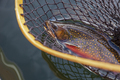Beautiful male brook trout in spawning colors in vintage wooden net - PhotoDune Item for Sale
