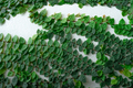 Green ivy eco wall. Closeup green creeping plant climbing on white concrete pole. Green leaves - PhotoDune Item for Sale