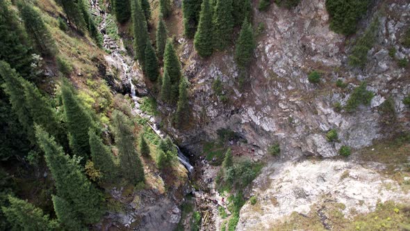 Coniferous Green Trees in the Gorge with the River