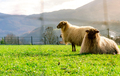 Domestic sheep in grazing pasture with fence foreground. Sheep with white fur in green grass field. - PhotoDune Item for Sale