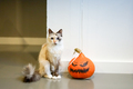 Halloween pumpkin and a ragdoll cat.  - PhotoDune Item for Sale