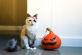 Halloween pumpkin and a ragdoll cat. - PhotoDune Item for Sale