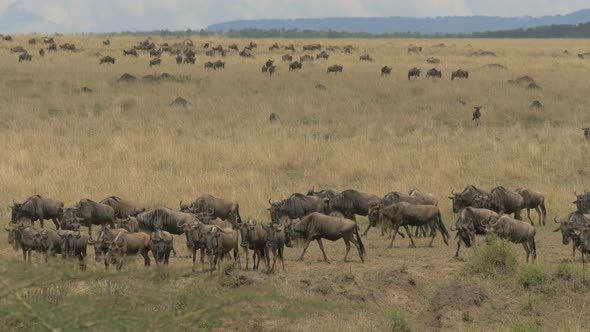 Wildebeests at the Masai Mara National Park