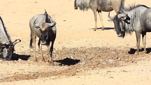 Wildebeest dig holes and lie in the soft wet Kalahari Desert sand