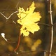 Autumn Maple Leaf - VideoHive Item for Sale