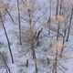 Aerial View of a Herd of Wild Deer in a Snow-covered Forest in the Siberian Nature Reserve Stolby - VideoHive Item for Sale