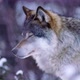 Portrait of Beautiful Wolf Walking Away in Frosty Forest - VideoHive Item for Sale