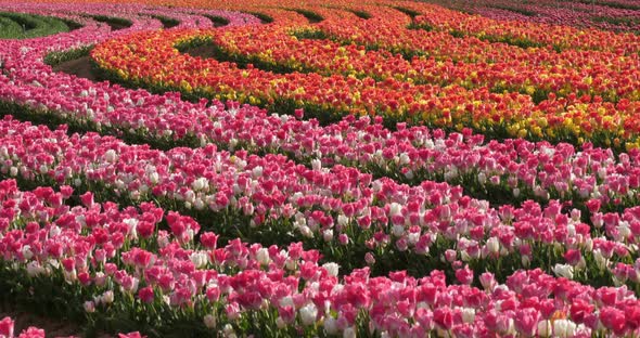 Tulips field in the Provence, Alpes de Haute Provence, France