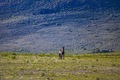 Horse standing in a field with a huge mountain mass in the background  The stare down
 - PhotoDune Item for Sale