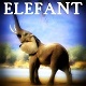 Elephant 2